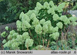 Hydrangea paniculata Pandora