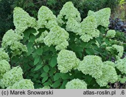 Hydrangea paniculata Pandora