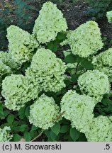 Hydrangea paniculata Pandora