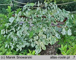 Cercis canadensis Alley Cat