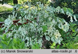 Cercis canadensis Alley Cat