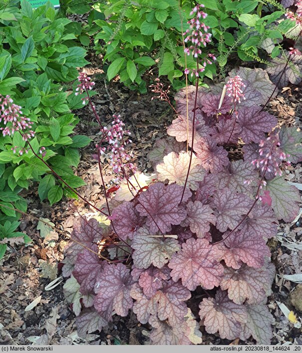 Heuchera American Purple