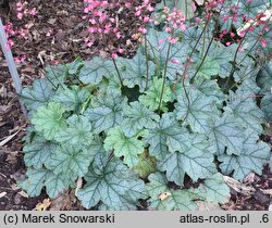 Heuchera Shimmer