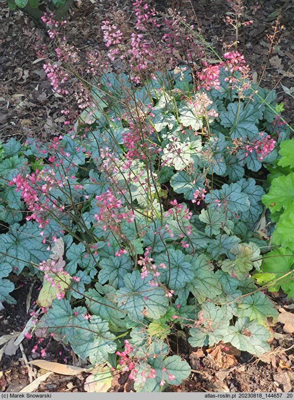 Heuchera Shimmer