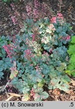 Heuchera Shimmer