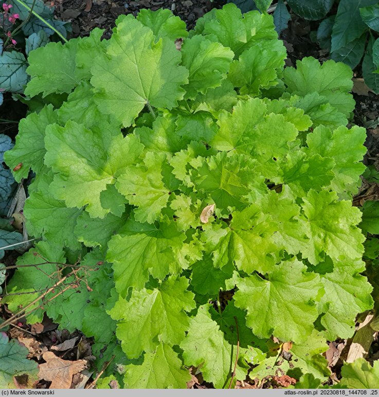 Heuchera Kira Green Tea