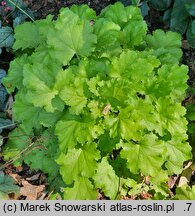 Heuchera Kira Green Tea