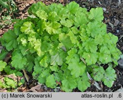 Heuchera Kira Green Tea