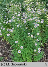 Aster mongolicus Antonia