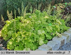 Heuchera Gaucamole