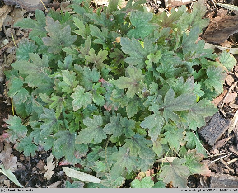 ×Heucherella Infinity