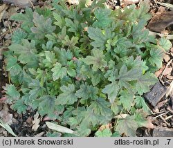 ×Heucherella Infinity