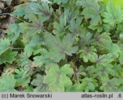 ×Heucherella Infinity