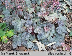 Heuchera Milan