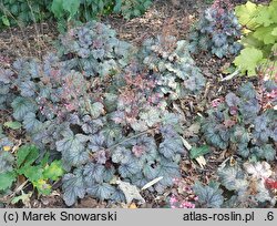 Heuchera Milan