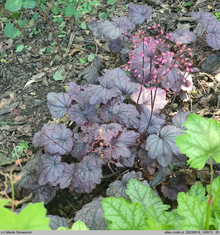 Heuchera Electric Plum