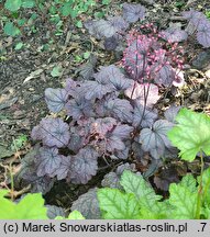 Heuchera Electric Plum