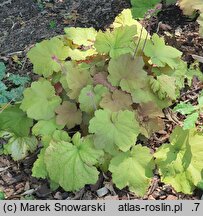 Heuchera Caramellito