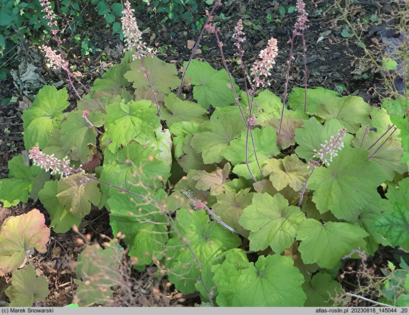 Heuchera Caramellito