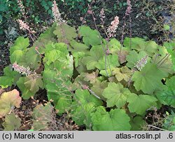 Heuchera Caramellito