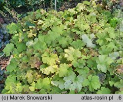 Heuchera Caramel