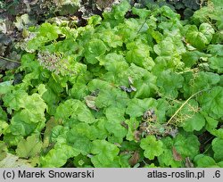 Heuchera Romano