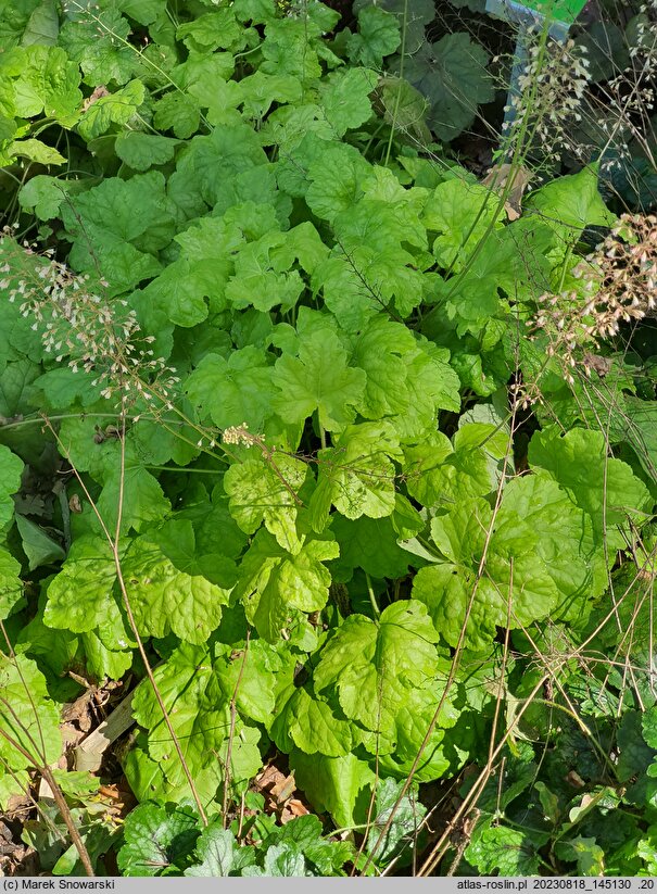 Heuchera Romano