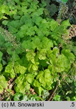 Heuchera Romano