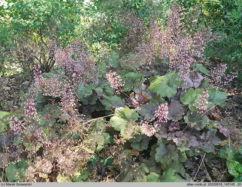 Heuchera Beaujolais