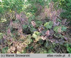 Heuchera Beaujolais
