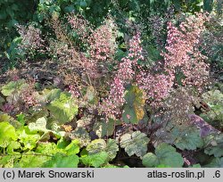 Heuchera Beaujolais