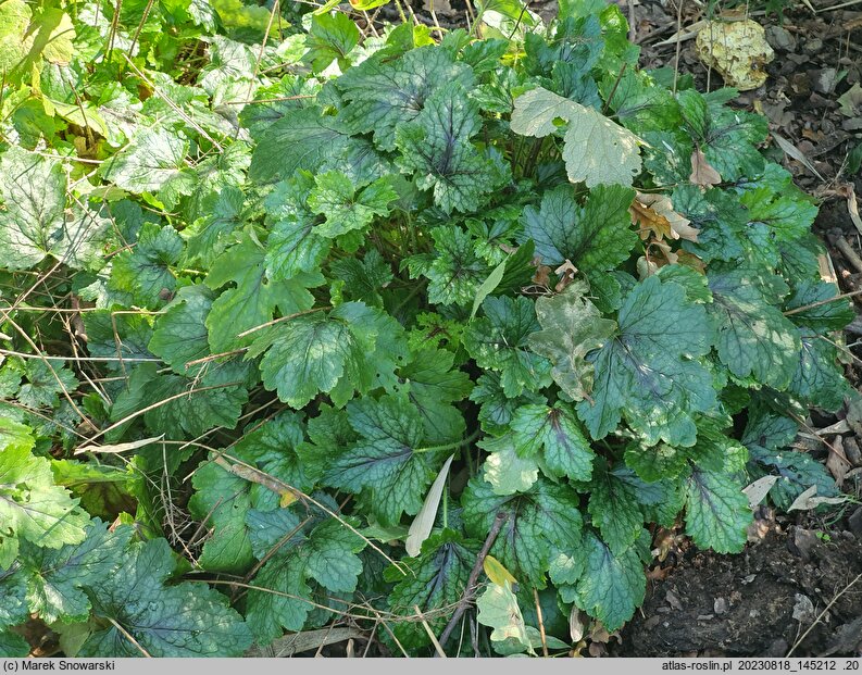 ×Heucherella Pink Revolution