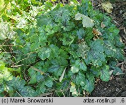 ×Heucherella Pink Revolution