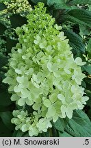 Hydrangea paniculata Panenka