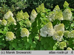 Hydrangea paniculata Panorama