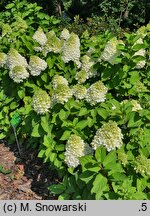 Hydrangea paniculata Panorama