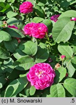 Rosa hort. Rose de Resht