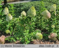 Hydrangea paniculata Pantheon