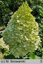 Hydrangea paniculata Pantheon