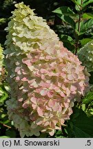 Hydrangea paniculata Pantheon