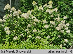 Hydrangea paniculata Rastede