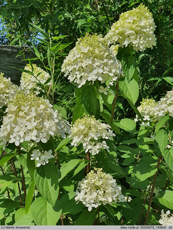 Hydrangea paniculata Rastede