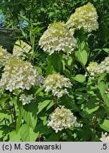 Hydrangea paniculata Rastede