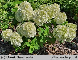 Hydrangea paniculata Panthera