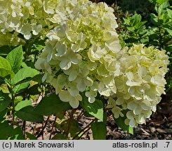 Hydrangea paniculata Panthera