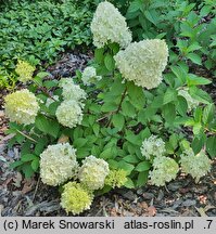 Hydrangea paniculata Panatella