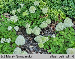 Hydrangea paniculata Panatella