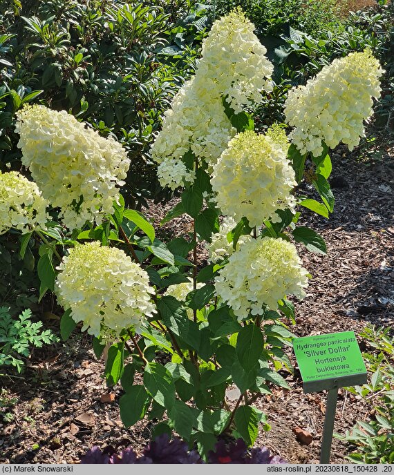 Hydrangea paniculata Silver Dollar