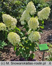 Hydrangea paniculata Silver Dollar