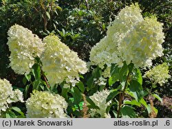 Hydrangea paniculata Silver Dollar